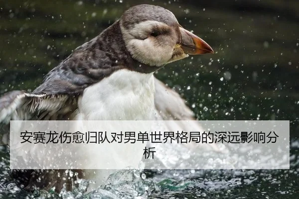 安赛龙伤愈归队对男单世界格局的深远影响分析